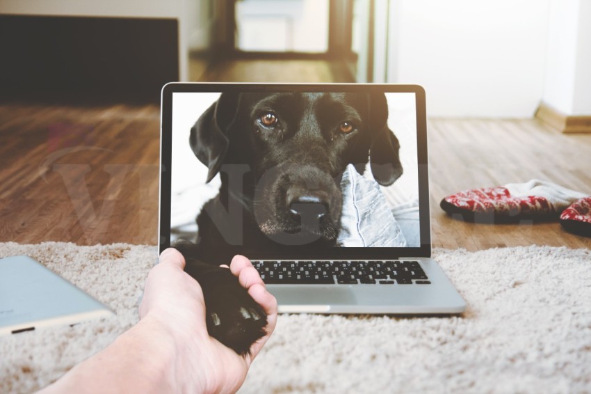 Macbook Pro Displaying Black Labrador Retriever