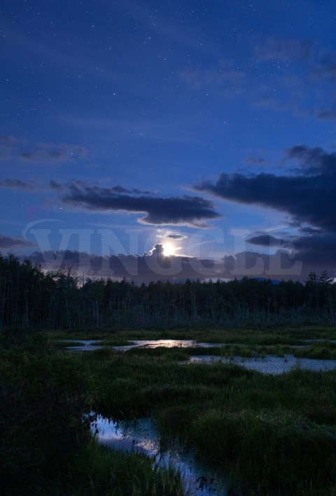 Forest Moonlit Marsh